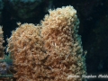 Goniopora savignyi !