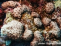 Palythoa tuberculosa