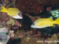Lutjanus kasmira