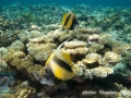 Heniochus intermedius