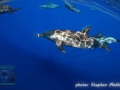 Stenella longirostris