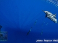 Stenella longirostris