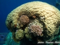 Porites sp. at Om Halhala