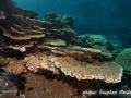 Table coral at Angel reef