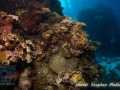 Angel reef