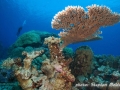Table coral at Angel reef