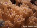 Goniopora sp.