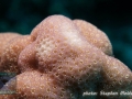 Porites sp.