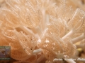 Anthelia sp.