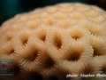 Goniastrea sp.