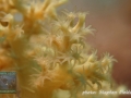 Lithophyton sp.