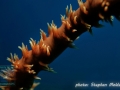Cirripathes sp.