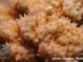 Montipora sp.