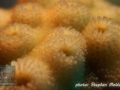 Astreopora sp.