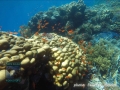 Coral garden at Daisy