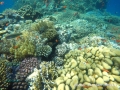 Coral garden at Daisy