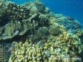 Coral garden at Daisy