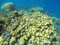 Coral garden at Daisy