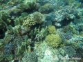 Coral garden at Daisy