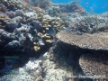Chaetodon larvatus