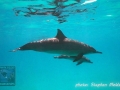 Dolphin mother & baby at Sataya