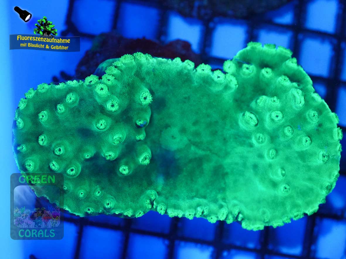 Duncanopsammia peltata, Fluoreszenzaufnahme Duncanopsammia peltata, Fluoreszenzaufnahme