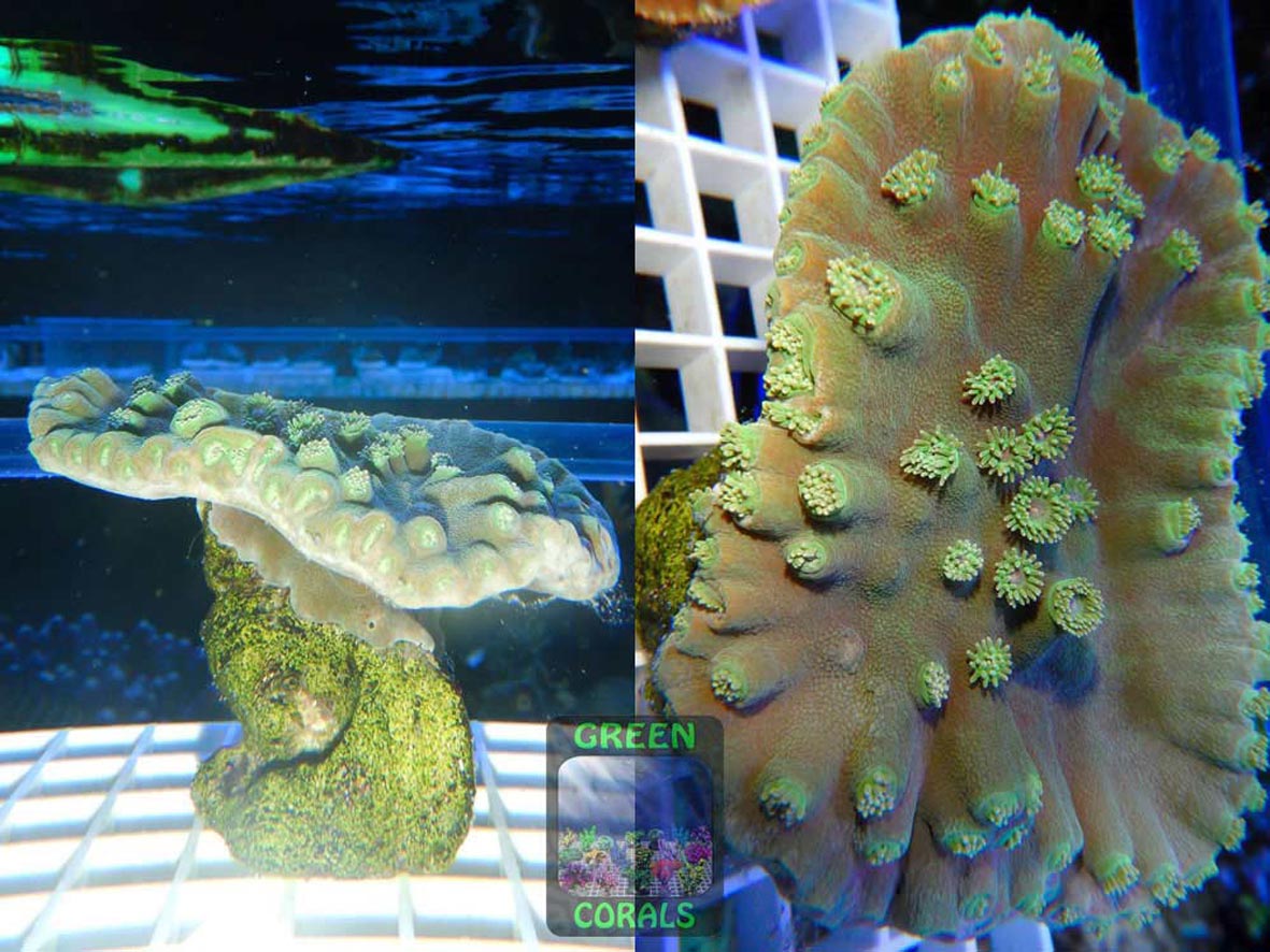 Duncanopsammia peltata, Größe M Duncanopsammia peltata, Größe M