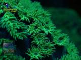 Duncanopsammia peltata, Fluoreszenzaufnahme