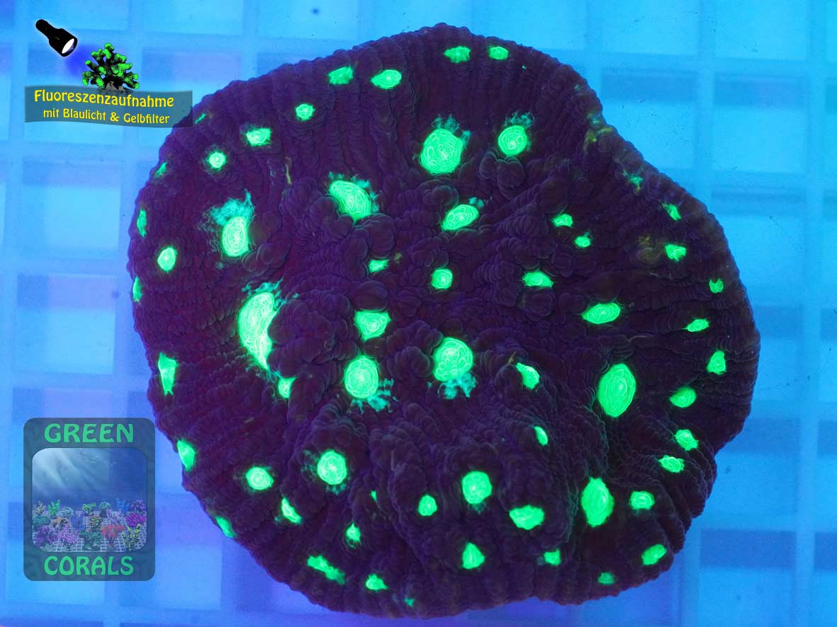 Echinophyllia sp. gruen-braun, Fluoreszenzaufnahme Echinophyllia sp. gruen-braun, Fluoreszenzaufnahme