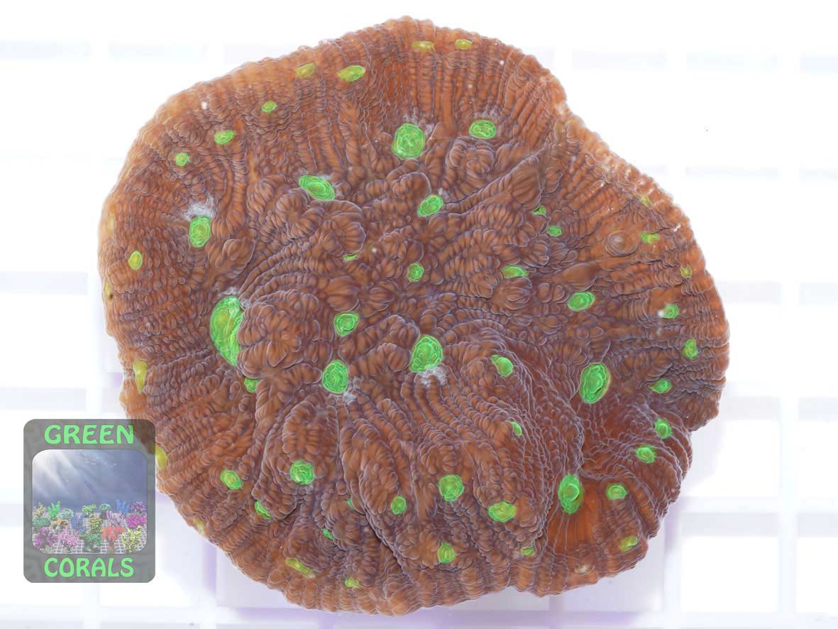 Echinophyllia sp. gruen-braun Echinophyllia sp. gruen-braun