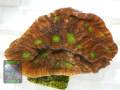 Echinophyllia sp. grün-braun, Größe M