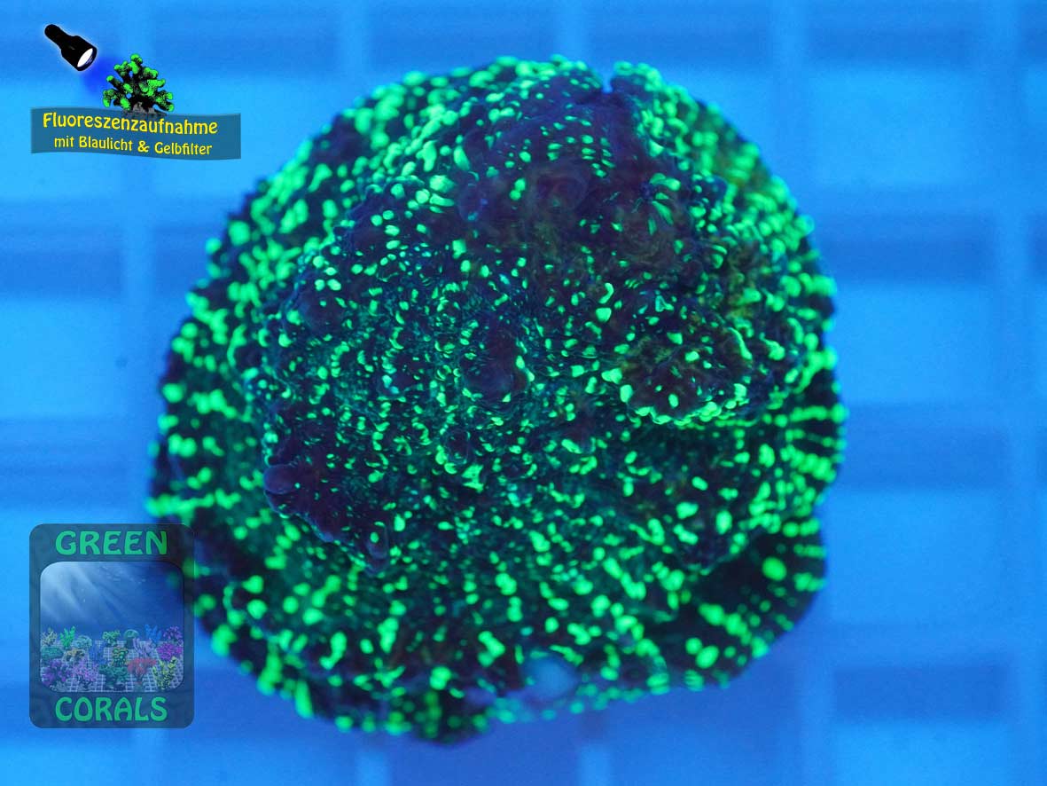 Echinophyllia sp. rot-gruen, Fluoreszenzaufnahme Echinophyllia sp. rot-gruen, Fluoreszenzaufnahme