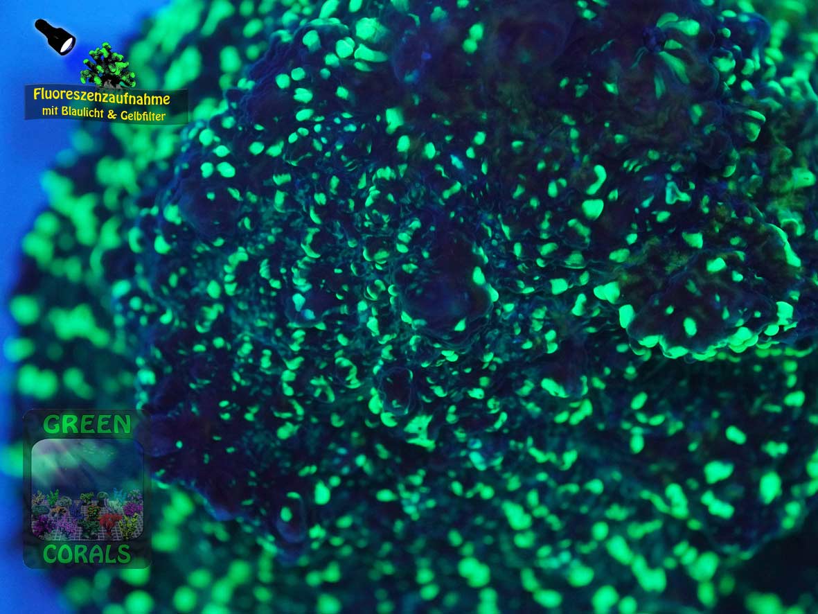 Echinophyllia sp. rot-gruen, Fluoreszenzaufnahme Echinophyllia sp. rot-gruen, Fluoreszenzaufnahme