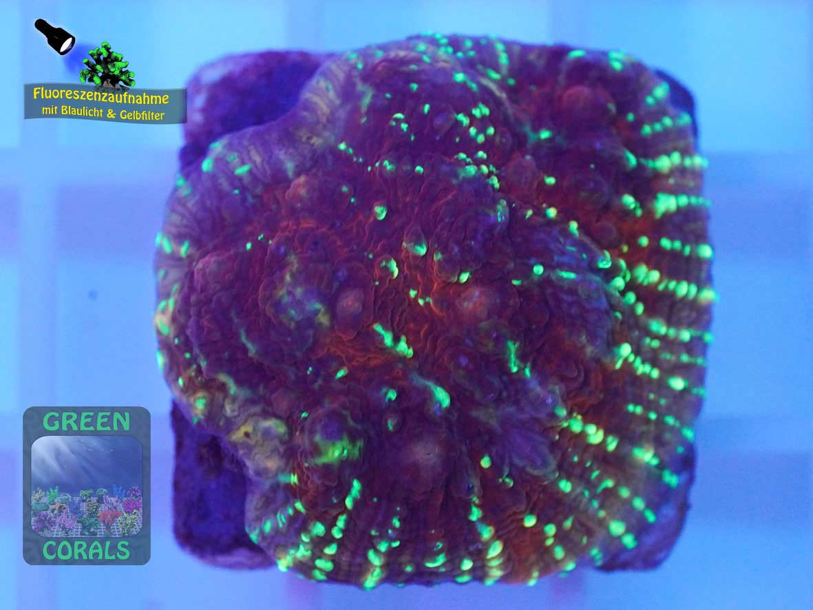 Echinophyllia sp. rot-gruen, Fluoreszenzaufnahme Echinophyllia sp. rot-gruen, Fluoreszenzaufnahme