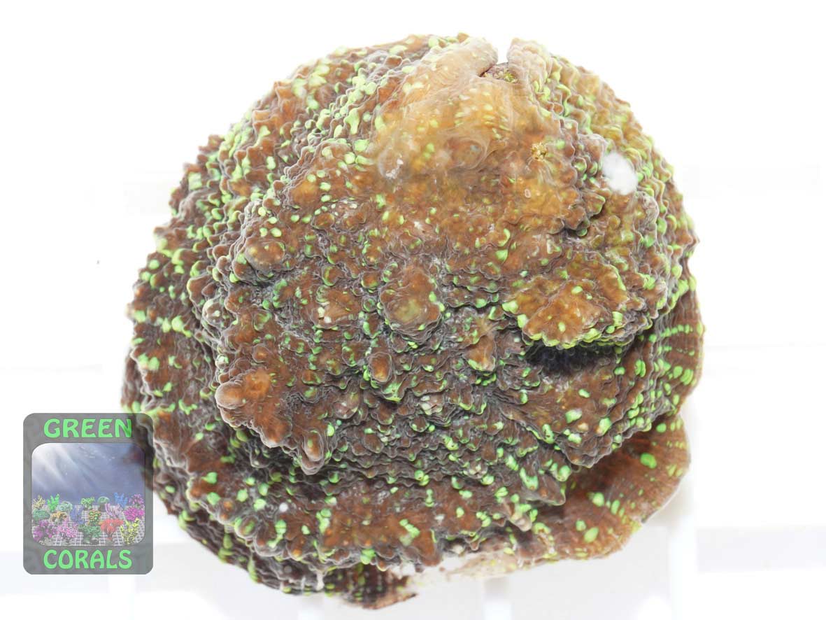 Echinophyllia sp. rot-gruen, Größe M Echinophyllia sp. rot-gruen, Größe M