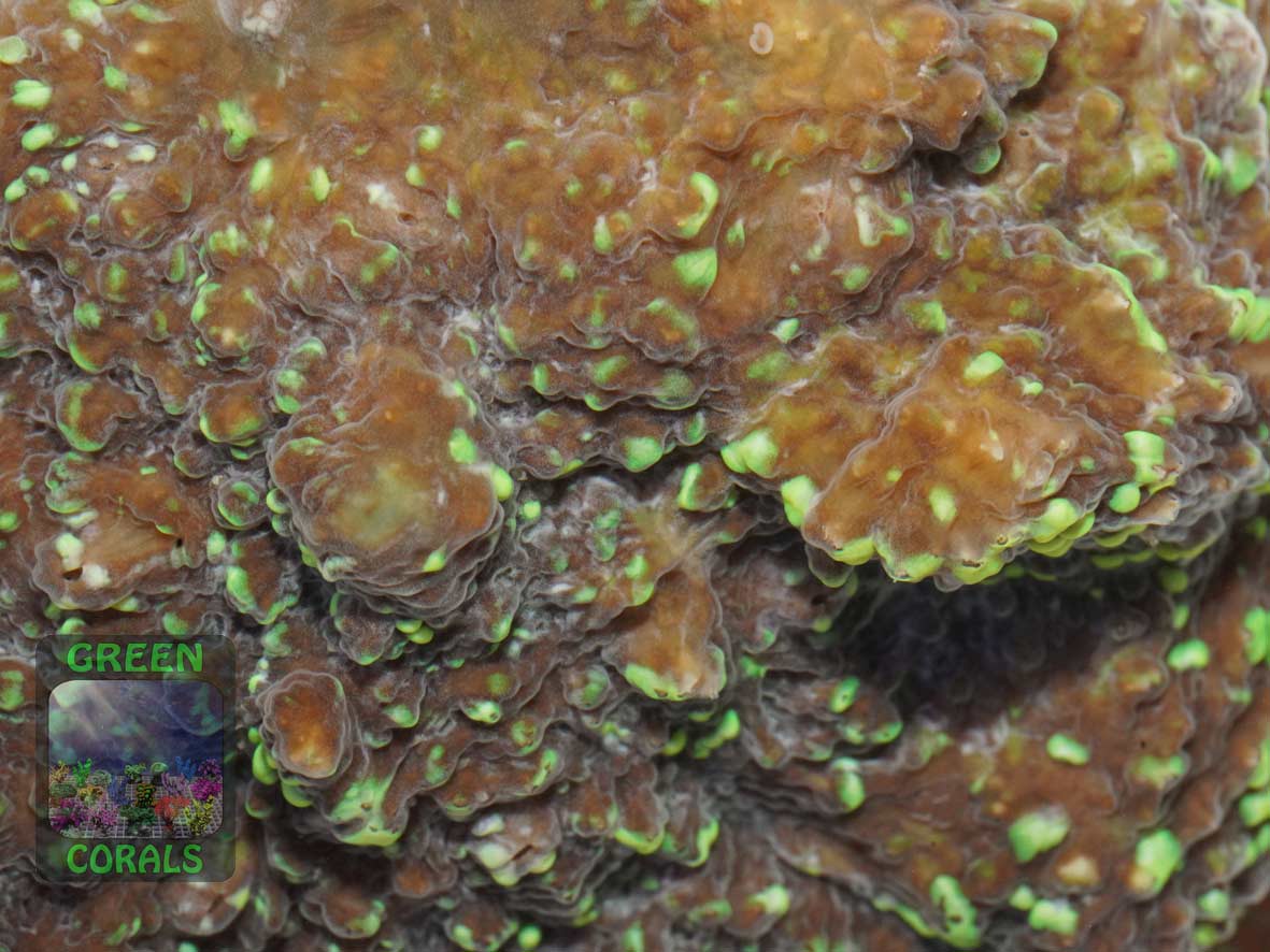 Echinophyllia sp. rot-gruen, Makroaufnahme Echinophyllia sp. rot-gruen, Makroaufnahme