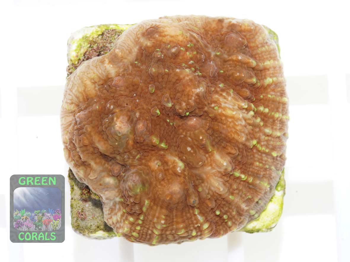 Echinophyllia sp. rot-gruen, Größe S Echinophyllia sp. rot-gruen, Größe S