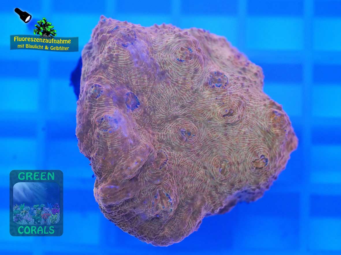 Echinophyllia sp. rot, Fluoreszenzaufnahme Echinophyllia sp. rot, Fluoreszenzaufnahme