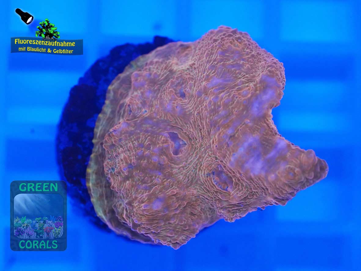 Echinophyllia sp. rot, Fluoreszenzaufnahme Echinophyllia sp. rot, Fluoreszenzaufnahme