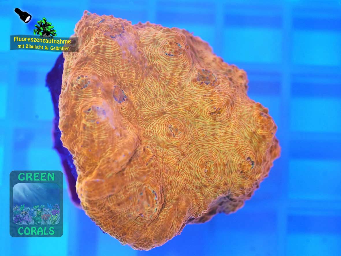 Echinophyllia sp. rot, Fluoreszenzaufnahme Echinophyllia sp. rot, Fluoreszenzaufnahme