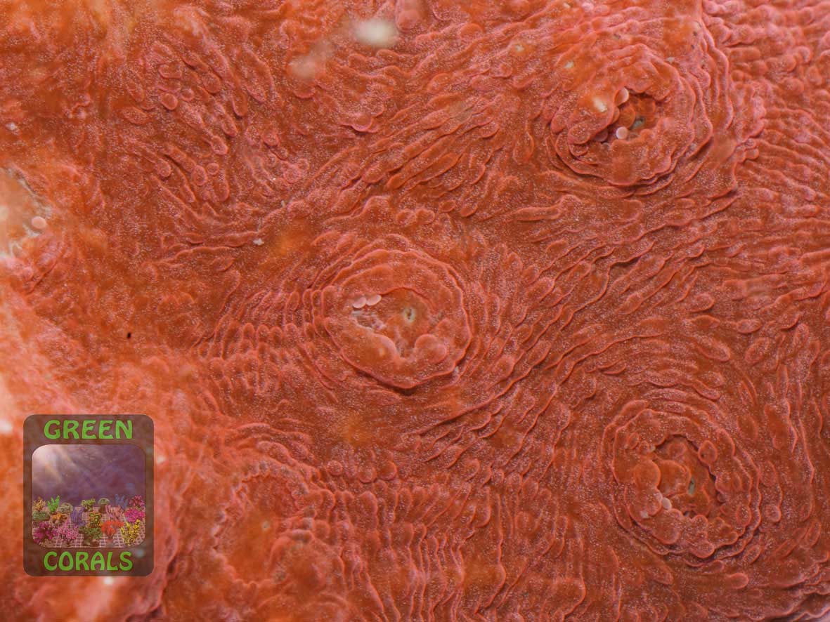 Echinophyllia sp. rot, Makroaufnahme Echinophyllia sp. rot, Makroaufnahme