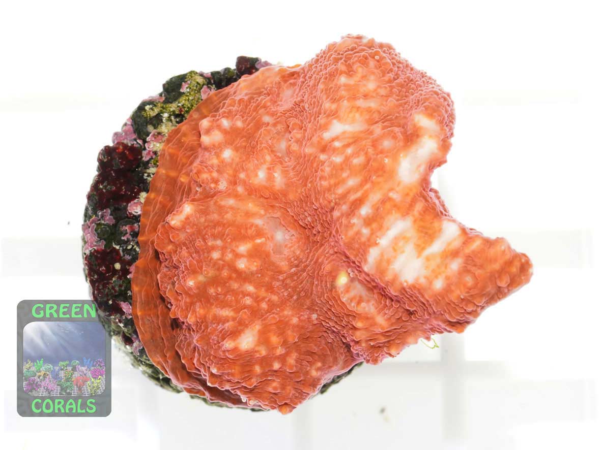 Echinophyllia sp. rot, Größe S Echinophyllia sp. rot, Größe S