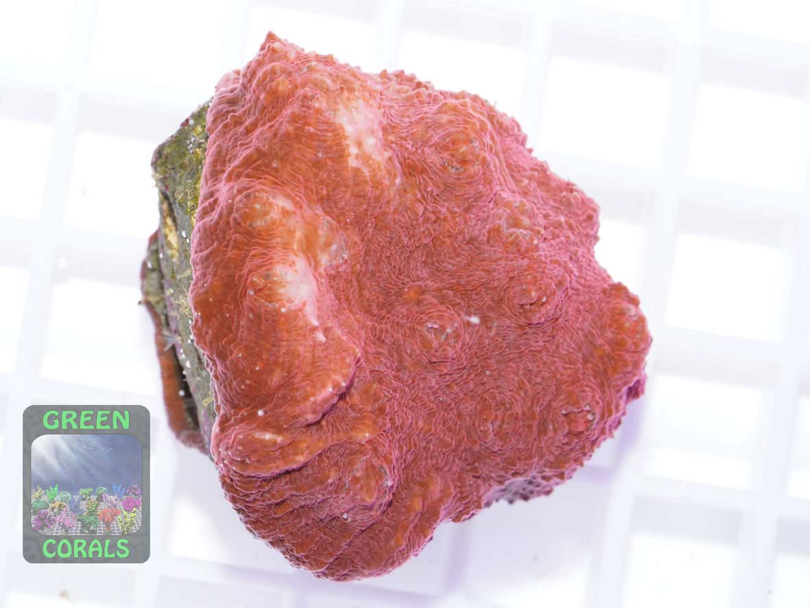 Echinophyllia sp. rot, Größe S Echinophyllia sp. rot, Größe S