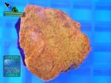 Echinophyllia sp. rot, Fluoreszenzaufnahme