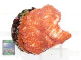 Echinophyllia sp. rot, Größe S