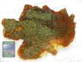 Echinopora lamellosa