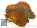 Echinopora lamellosa