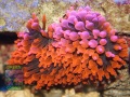 Entacmaea-quadricolor-rot´-DSC09135