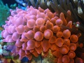 Entacmaea-quadricolor-rot´_DSC01199