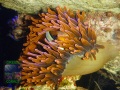 Entacmaea-quadricolor-rot´_P1160356